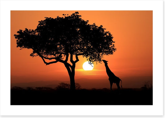 Savanna supper