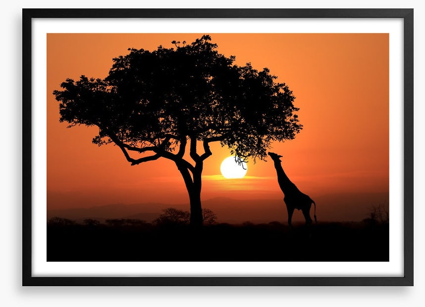 Savanna supper