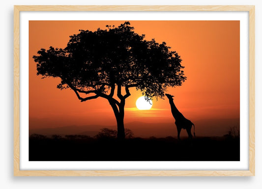 Savanna supper