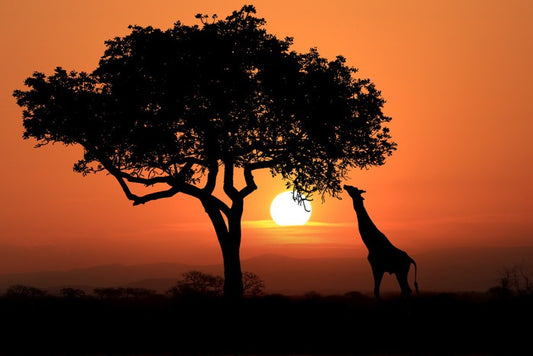 Savanna supper