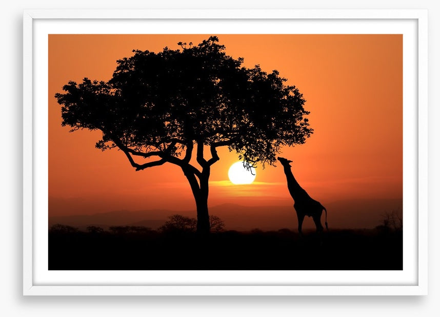 Savanna supper