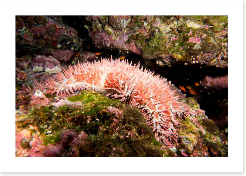 Crown of thorns