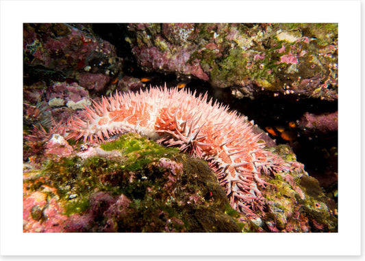 Crown of thorns