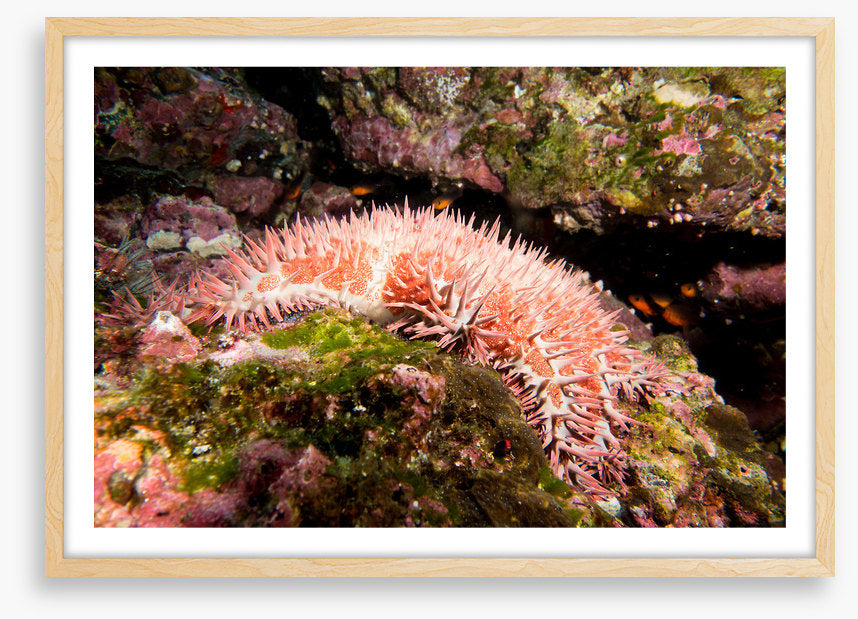 Crown of thorns