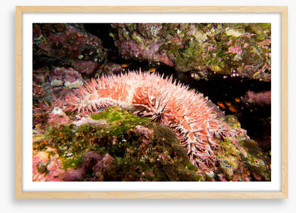 Crown of thorns