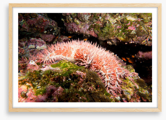 Crown of thorns