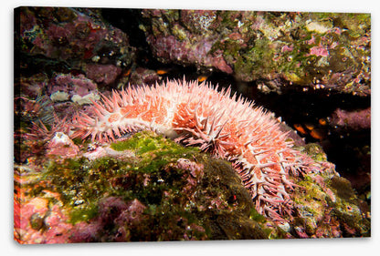 Crown of thorns