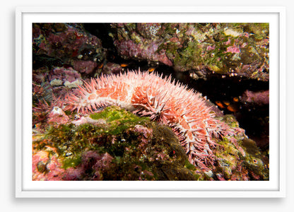 Crown of thorns