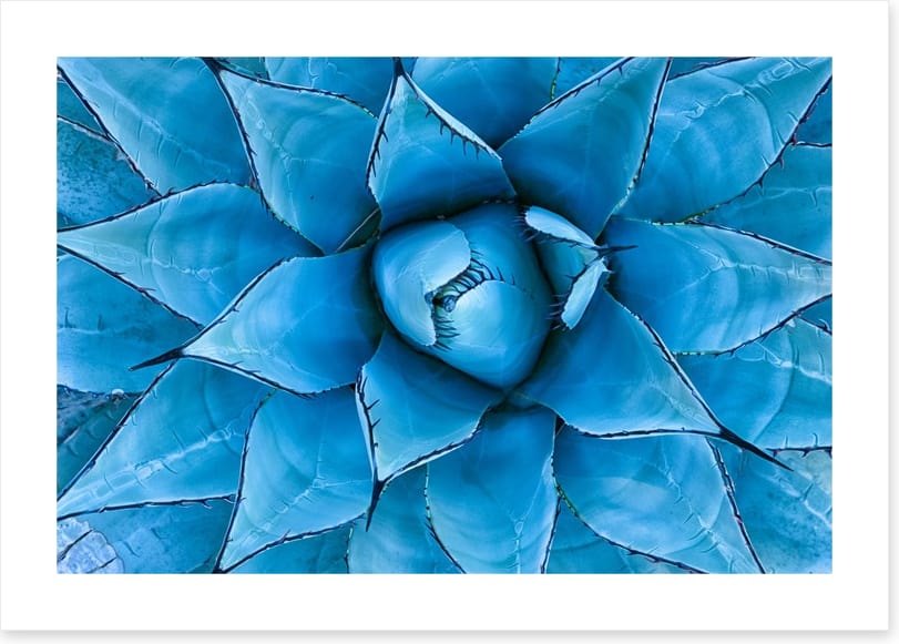 Blue Agave