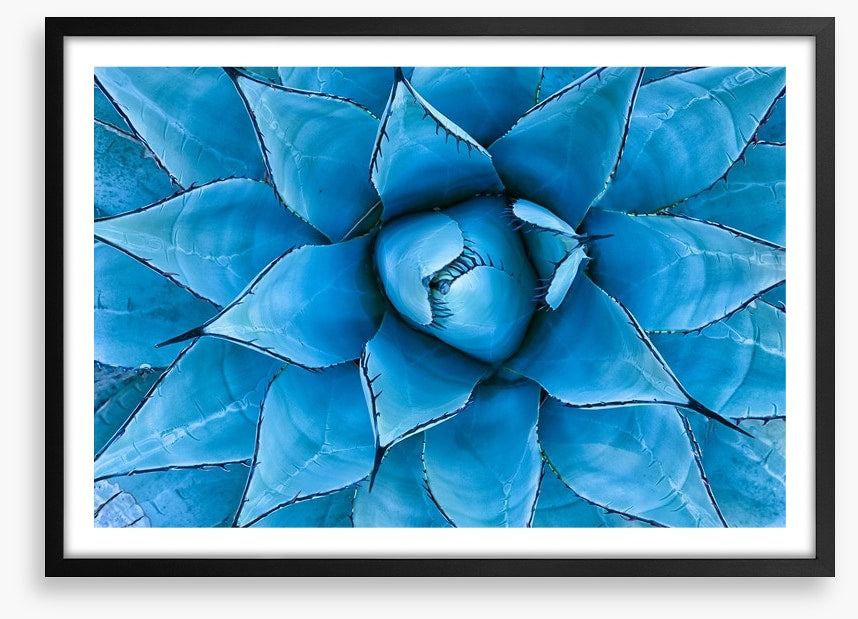 Blue Agave