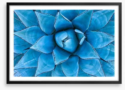 Blue Agave