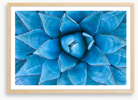Blue Agave