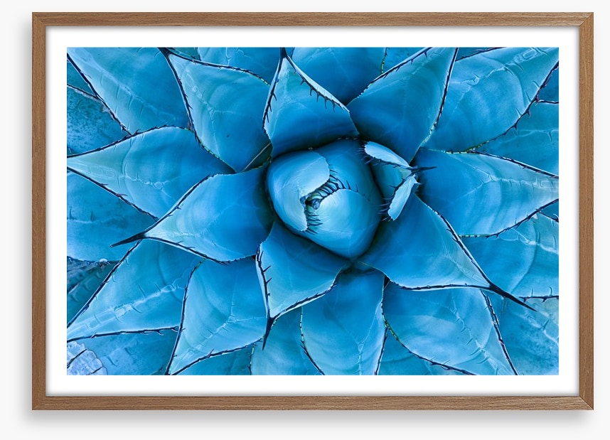 Blue Agave