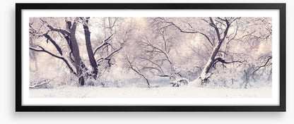 Soft snow branches