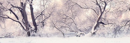 Soft snow branches