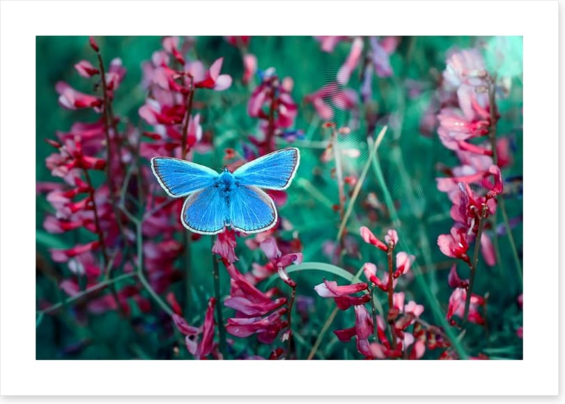 Insects