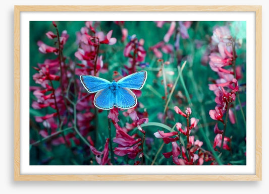 Insects