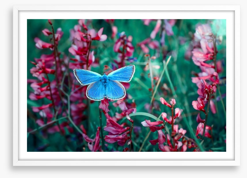 Insects