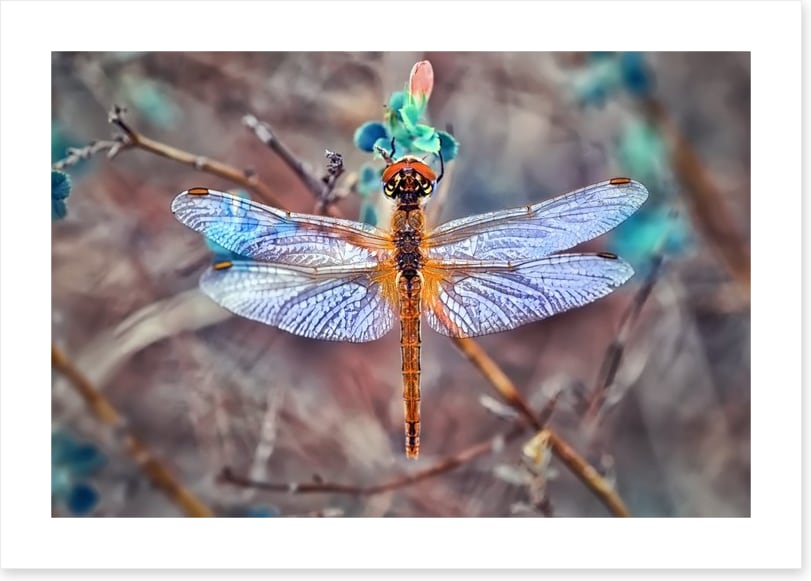 A  dragonfly day