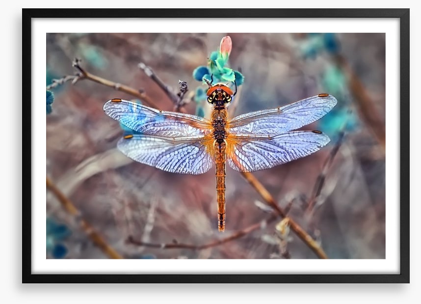 A  dragonfly day