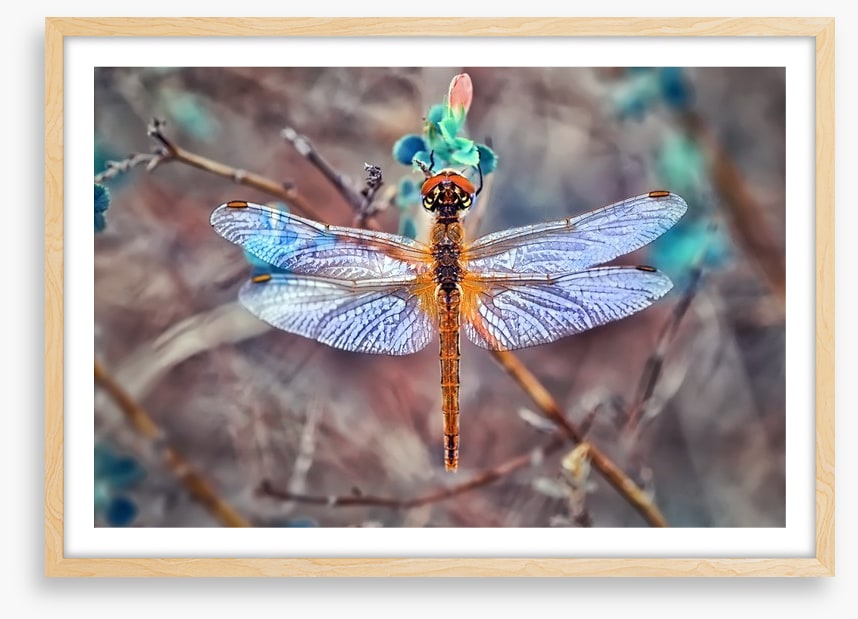 A  dragonfly day