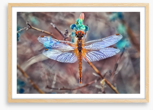 A  dragonfly day