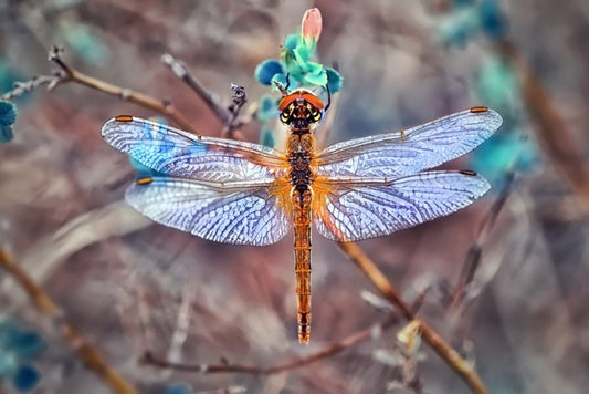 A  dragonfly day
