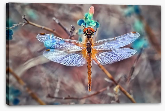 A  dragonfly day