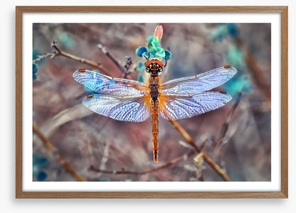 A  dragonfly day