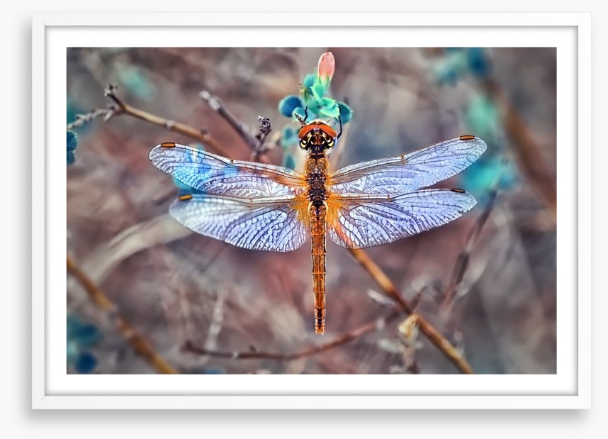 A  dragonfly day