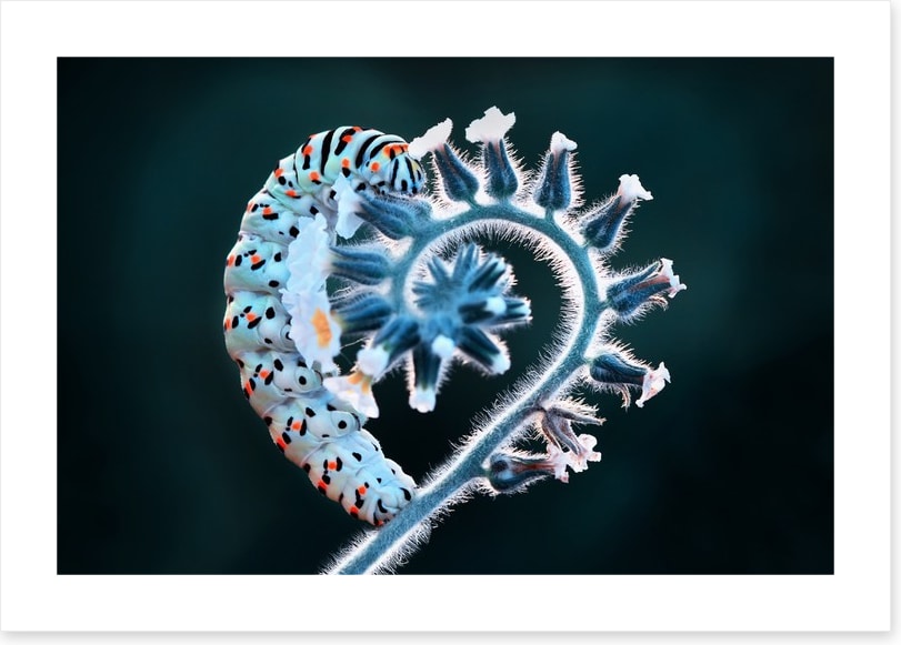 Caterpillar of love