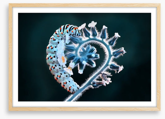 Caterpillar of love