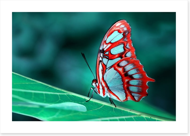 Malachite butterfly, Brazil