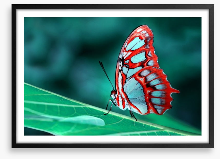 Malachite butterfly, Brazil