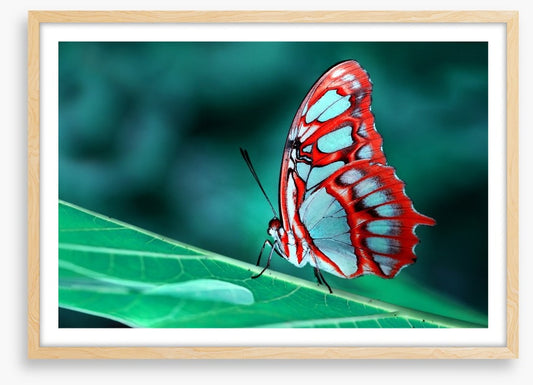 Malachite butterfly, Brazil
