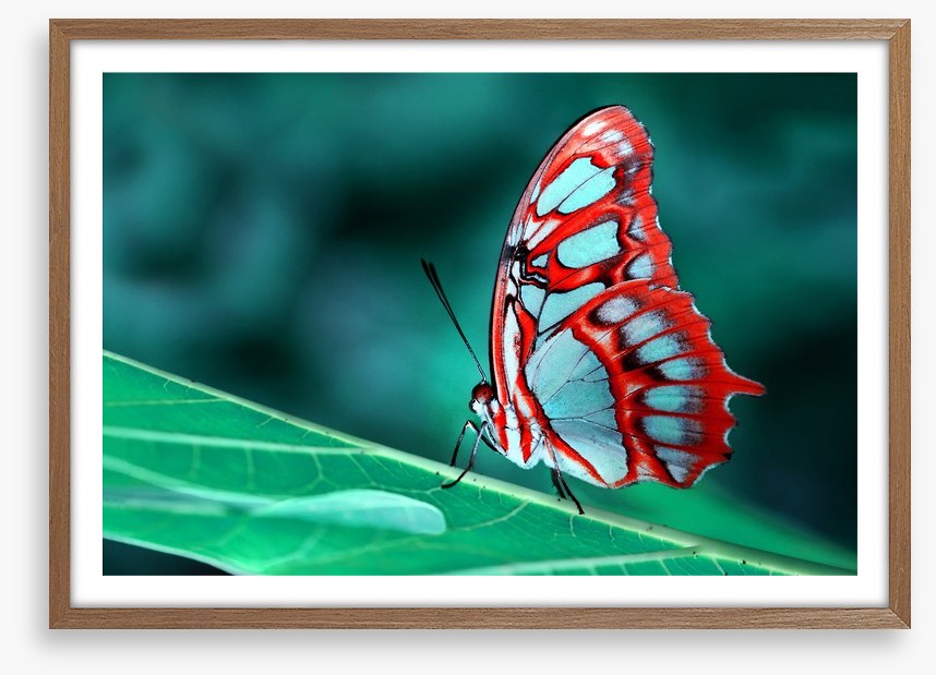 Malachite butterfly, Brazil