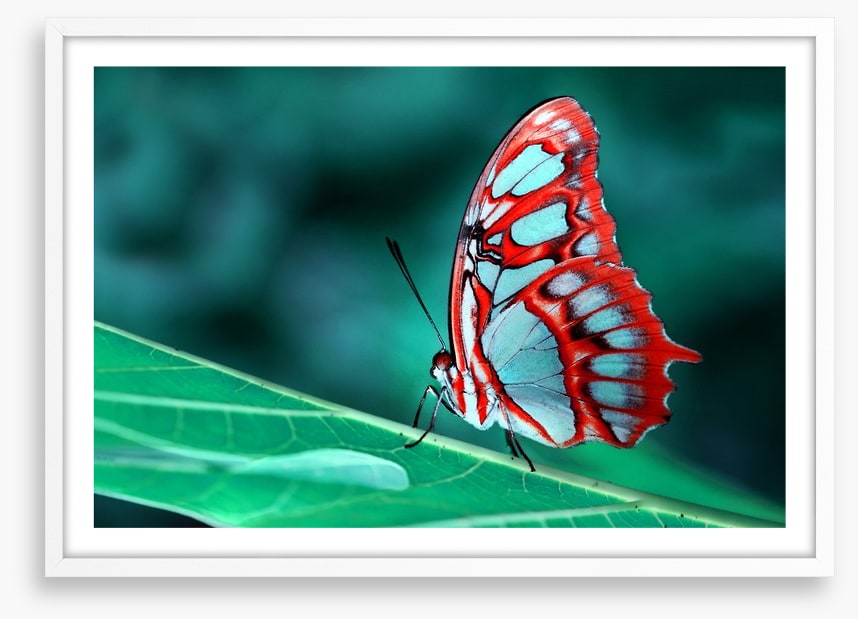Malachite butterfly, Brazil