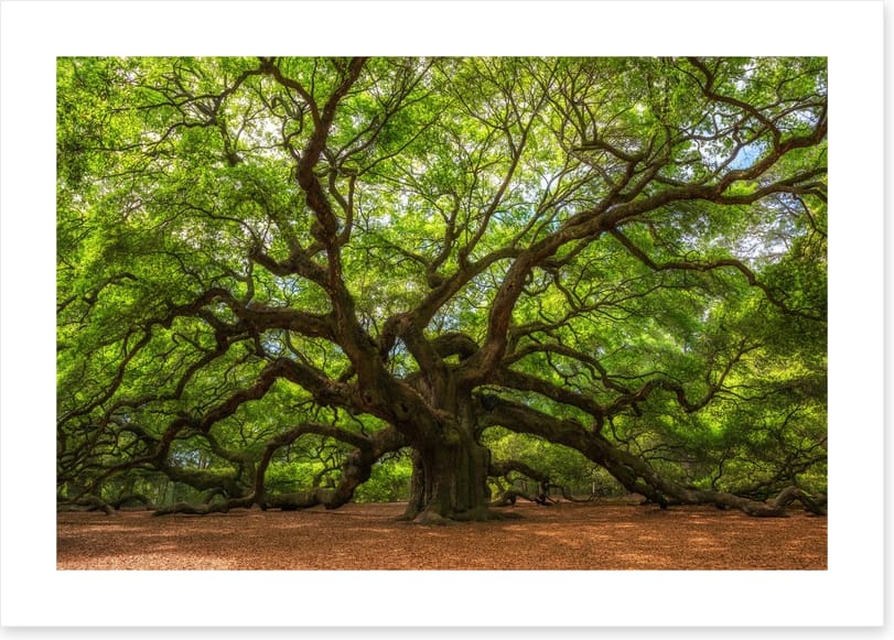 Branch out
