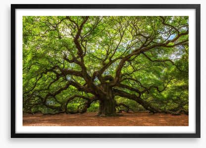 Branch out