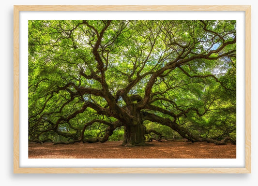 Branch out