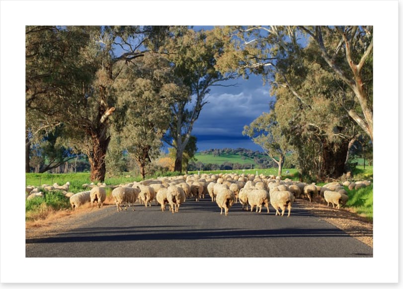 Herding sheep