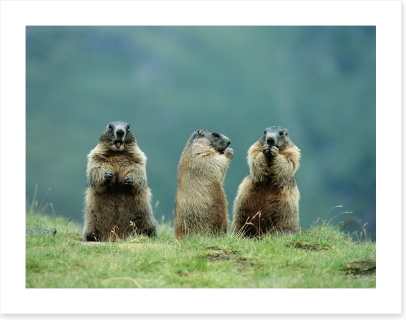 The three marmots