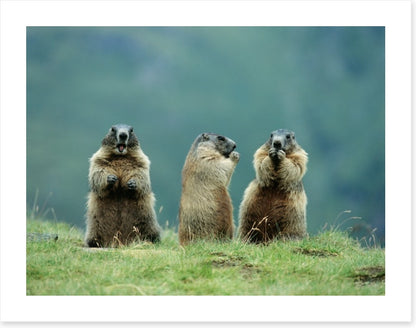 The three marmots
