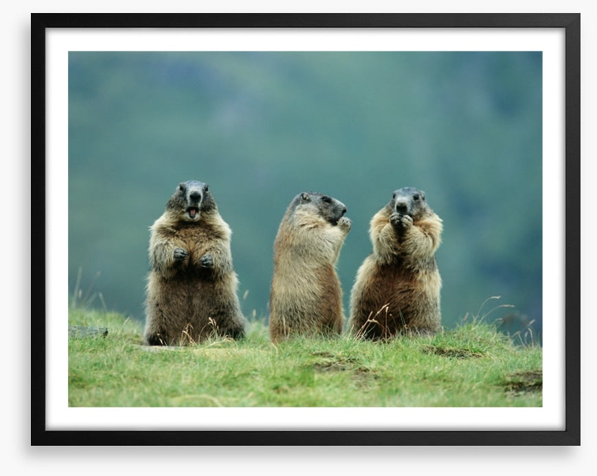 The three marmots