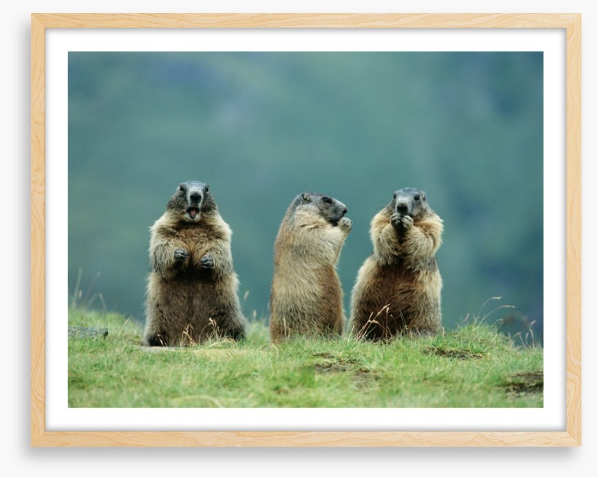 The three marmots