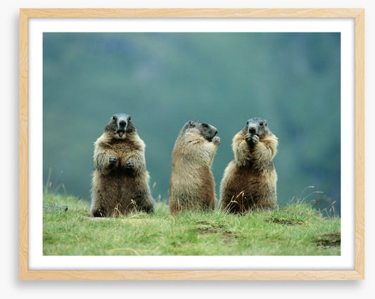 The three marmots