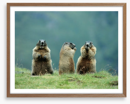 The three marmots