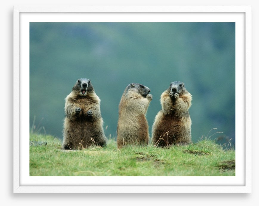 The three marmots