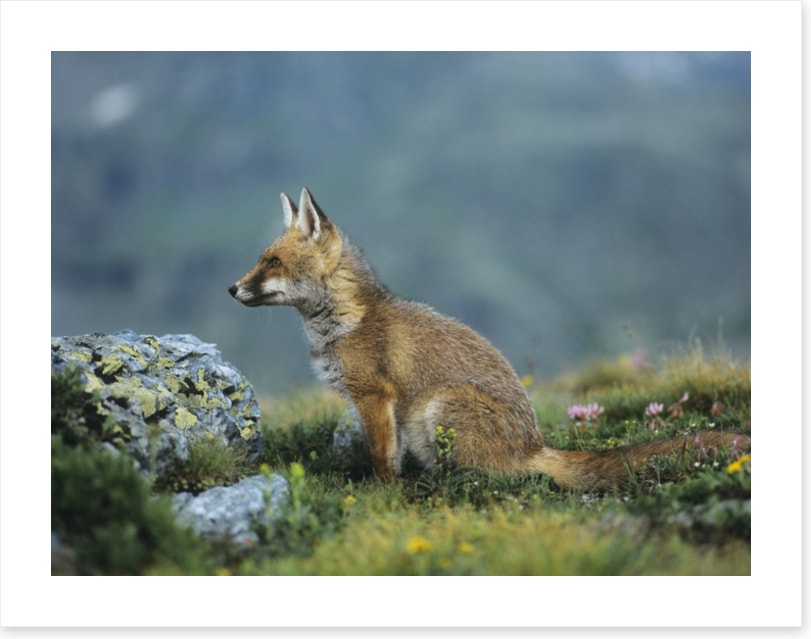 Mammals