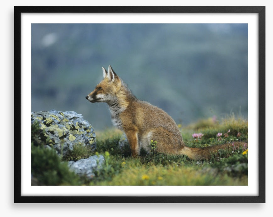 Mammals